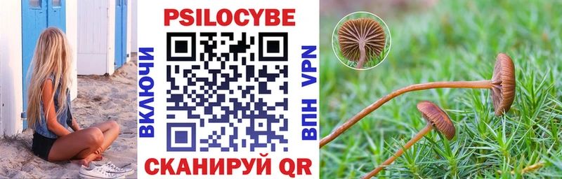 это телеграм  Черкесск  Псилоцибиновые грибы Psilocybe 